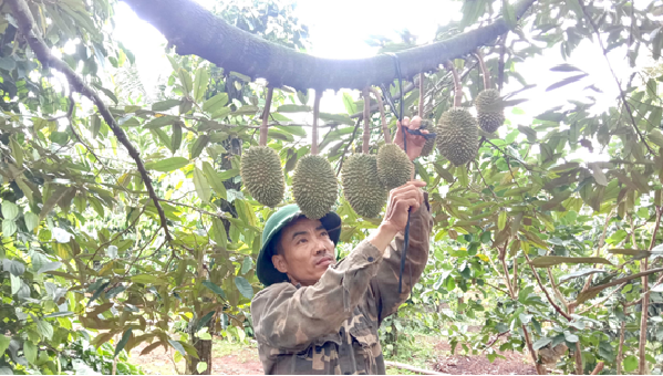 Gương điển hình nông dân sản xuất kinh doanh giỏi ở xã Ea Hiao